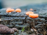 Tubulifera arachnoidea (Synonym: Tubifera ferruginosa) ist im jungen Zustand zuerst weiß, dann orangerot bis scharlachrot und erinnert in dieser Phase an eine Himbeere. Vor der Reife dann dunkelbraun bis schwarz.